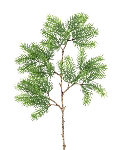 PINUS 57