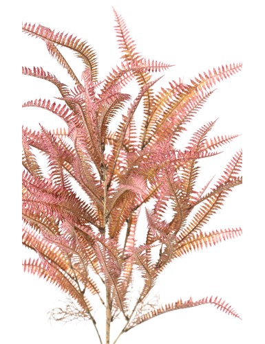 NEPHROLEPIS 68 (fern)