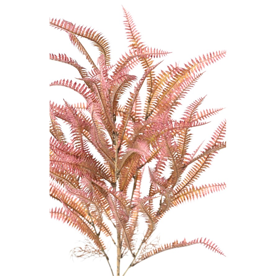 NEPHROLEPIS 68 (fern)