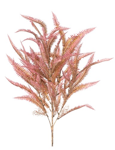 NEPHROLEPIS 68 (fougère)