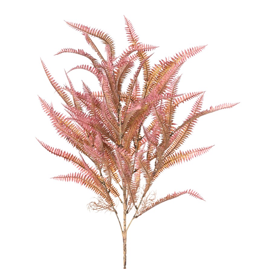 NEPHROLEPIS 68 (Farn)
