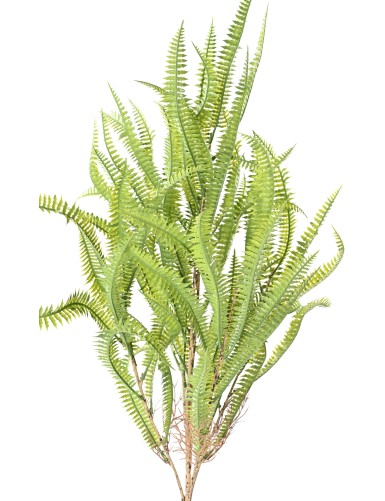 NEPHROLEPIS 68 (fougère)