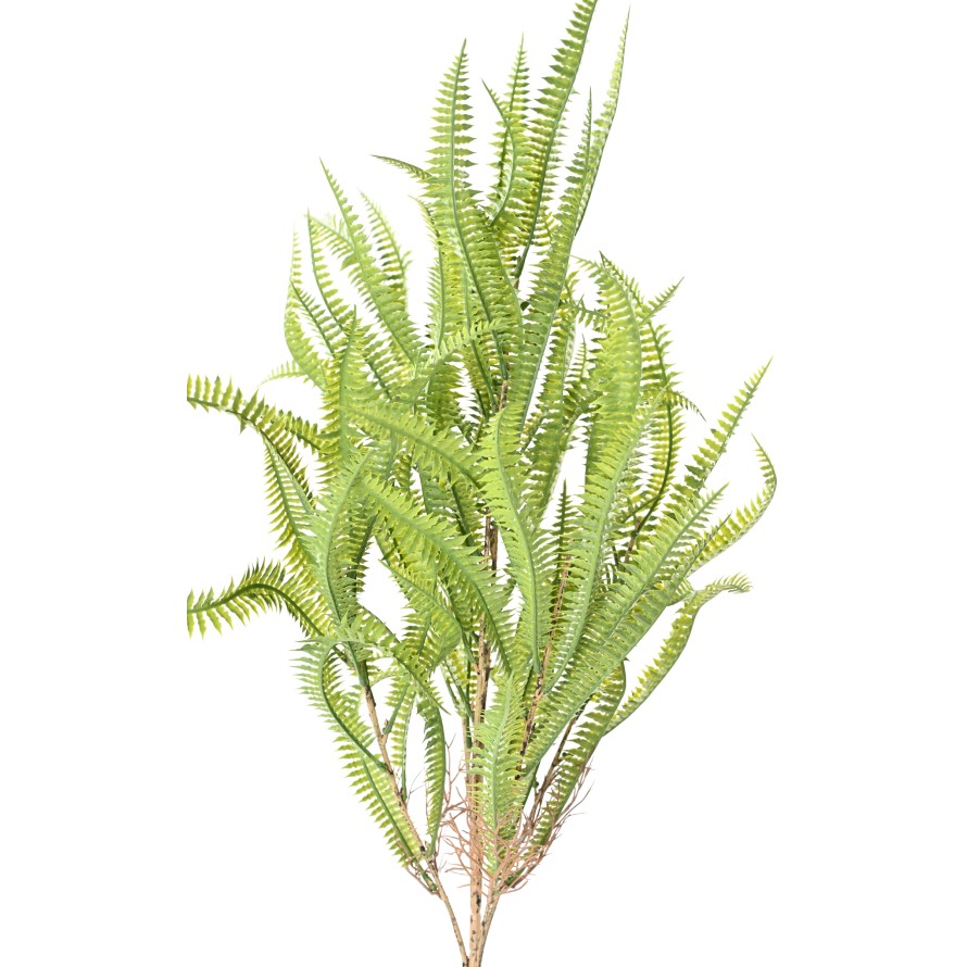 NEPHROLEPIS 68 (fern)
