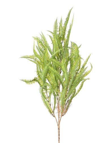 NEPHROLEPIS 68 (fern)