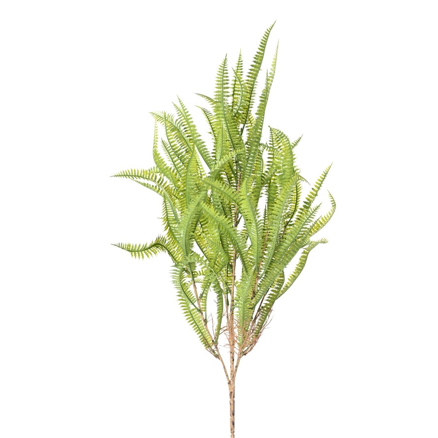 NEPHROLEPIS 68 (fern)