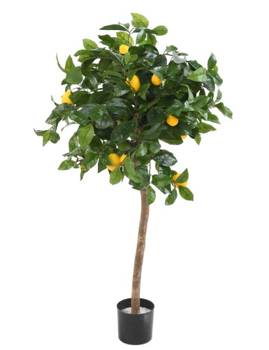 CITRONNIER TETE 110