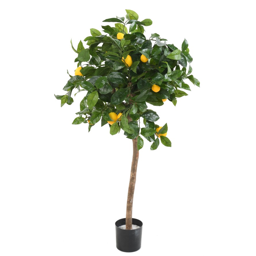 LEMON TREE HEAD 110