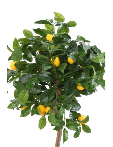 CITRONNIER TETE 110