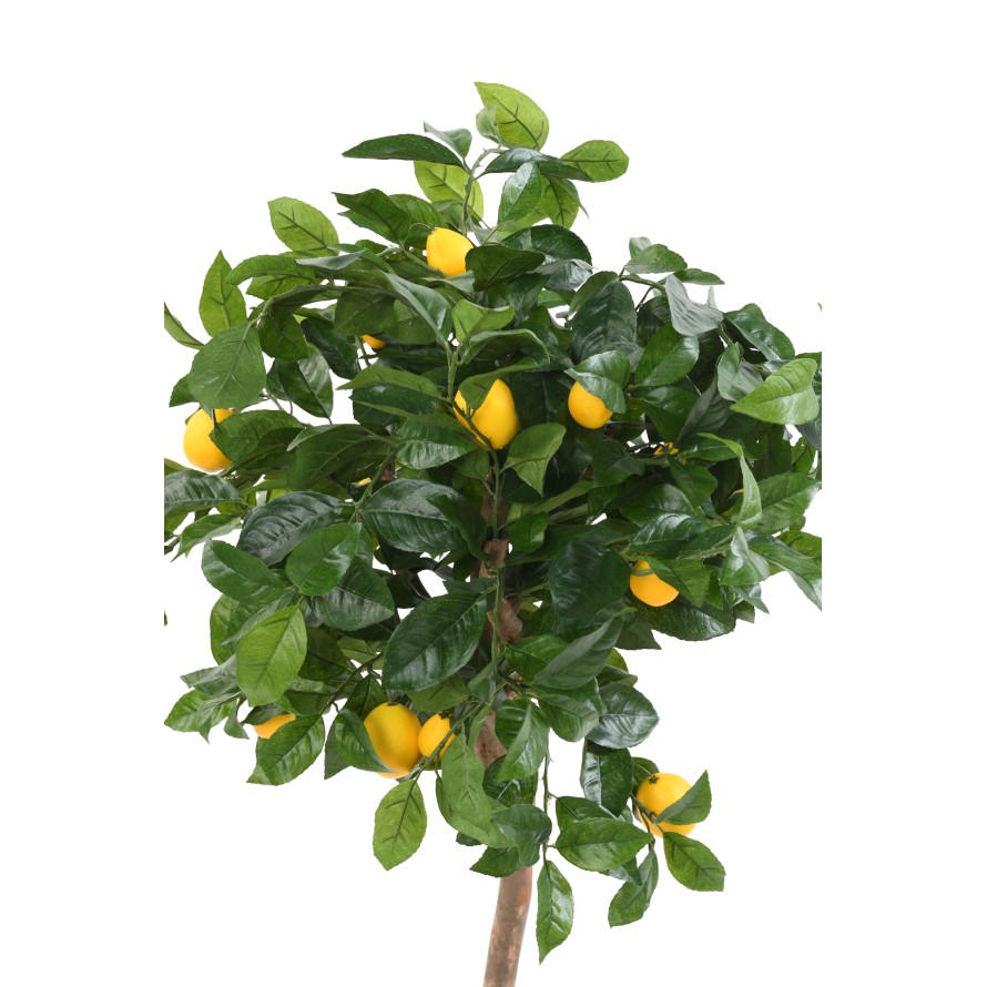 LEMON TREE HEAD 110