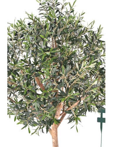 OLIVE TREE LARGE HEAD