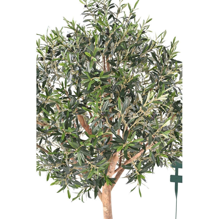 OLIVE TREE LARGE HEAD