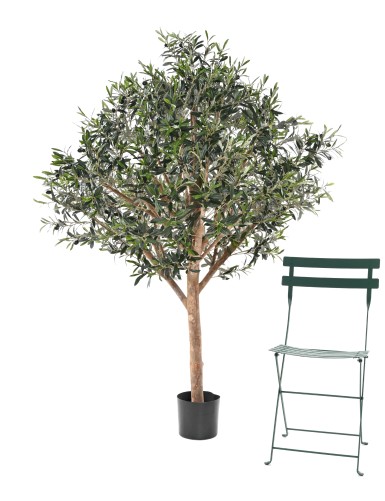 OLIVE TREE LARGE HEAD