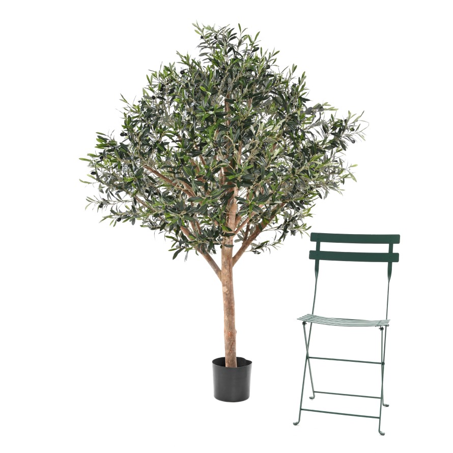 OLIVE TREE LARGE HEAD