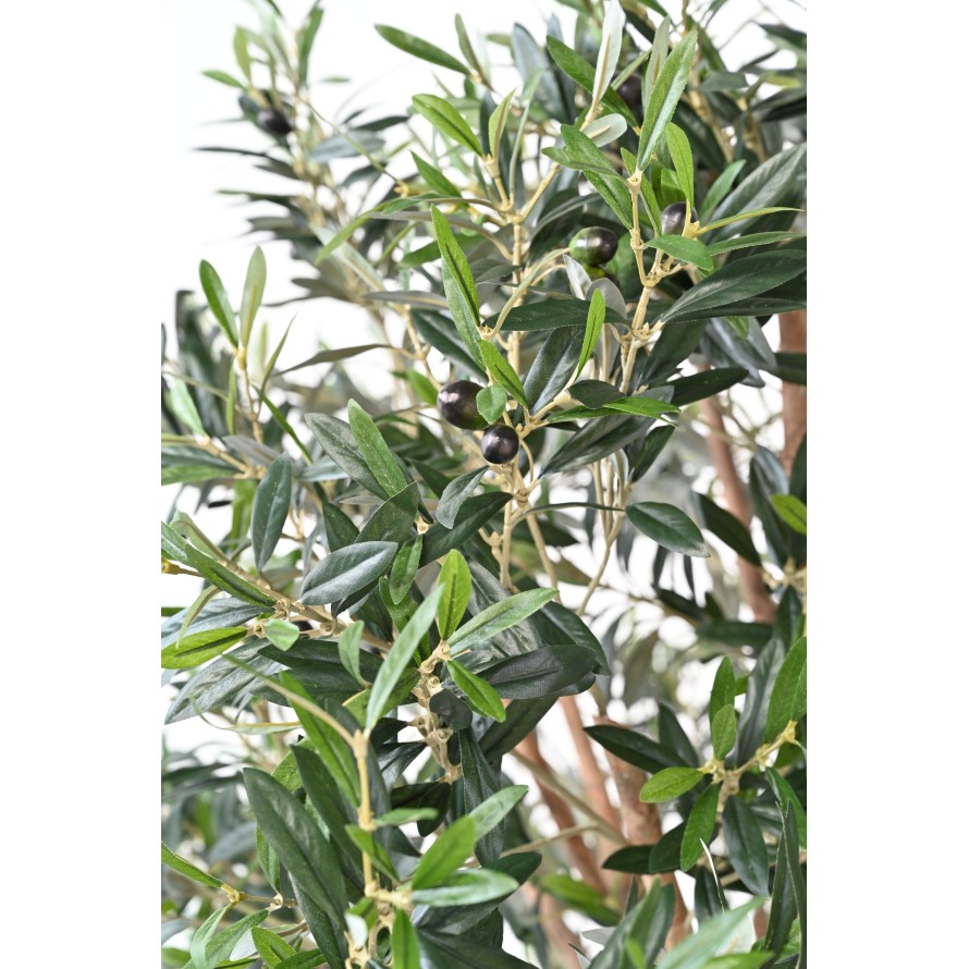 OLIVE TREE LARGE HEAD