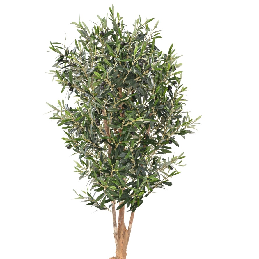 OLIVE TREE KNOTTY TRUNK