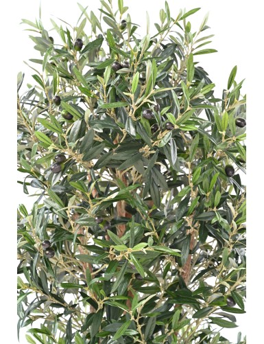 OLIVE TREE KNOTTY TRUNK