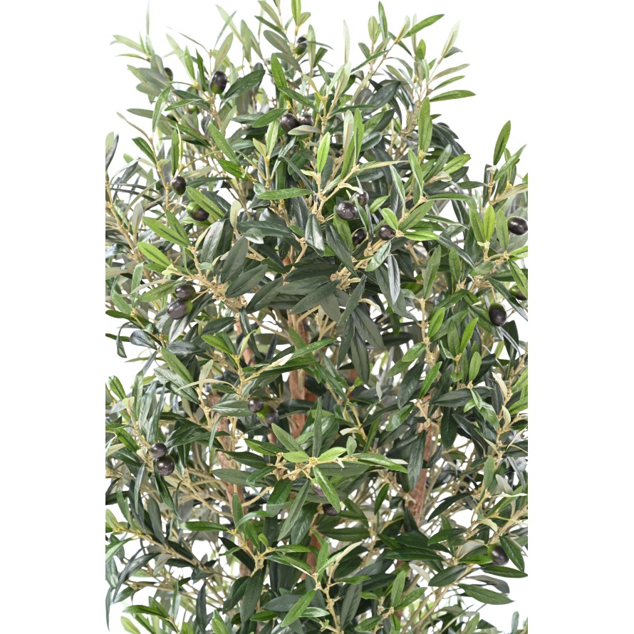 OLIVE TREE KNOTTY TRUNK