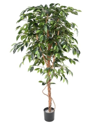 FICUS TRONCO ÚNICO GF