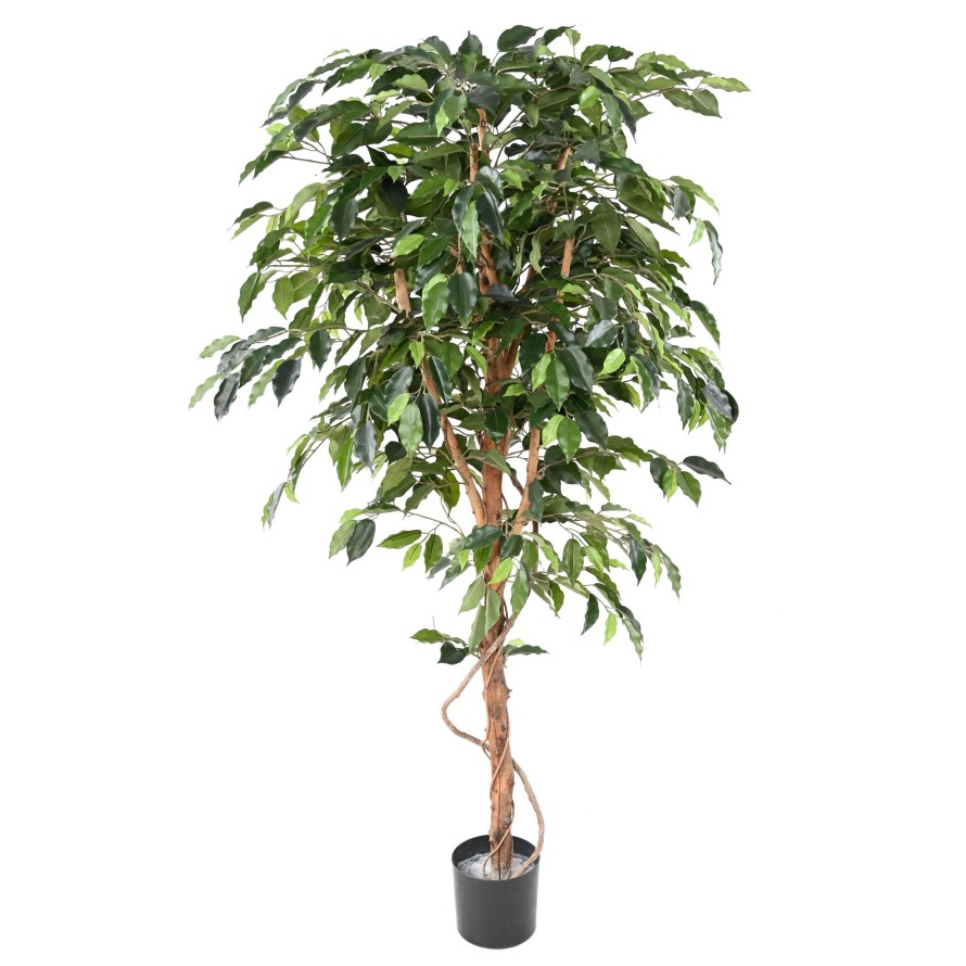 FICUS TRONCO ÚNICO GF