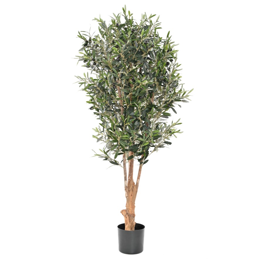 OLIVE TREE KNOTTY TRUNK