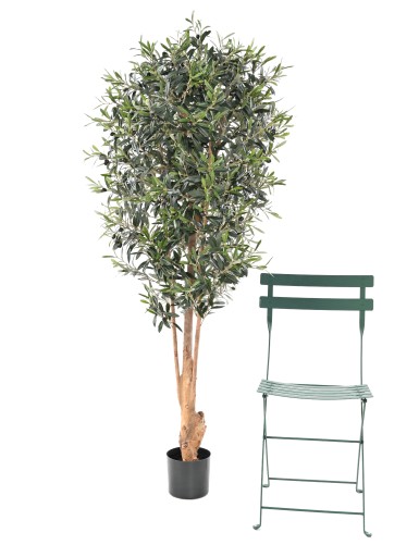 OLIVE TREE KNOTTY TRUNK
