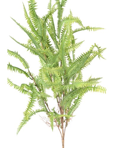 NEPHROLEPIS 68 (fern)