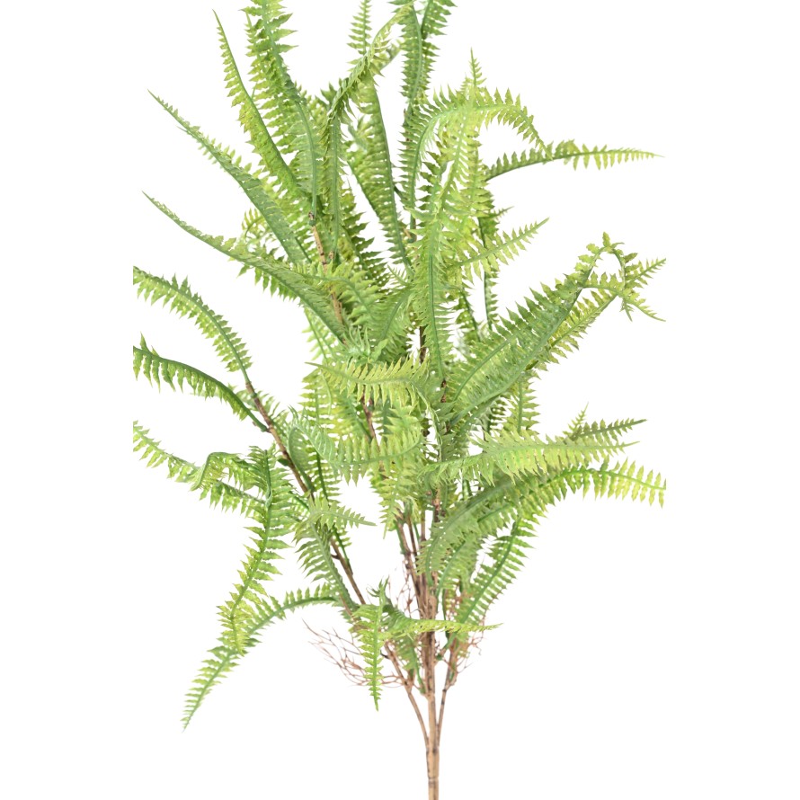 NEPHROLEPIS 68 (fougère)