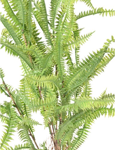 NEPHROLEPIS 68 (fern)