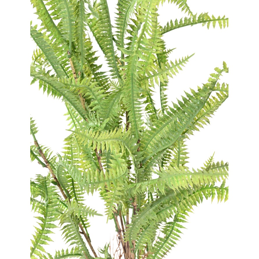 NEPHROLEPIS 68 (fougère)