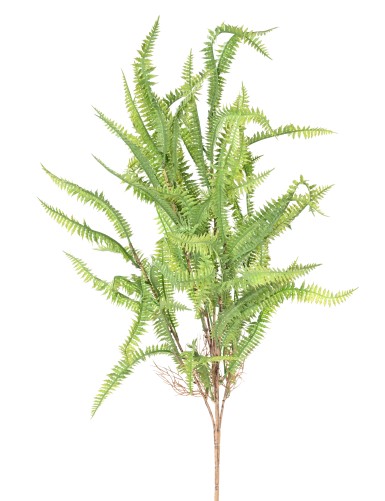 NEPHROLEPIS 68 (fougère)