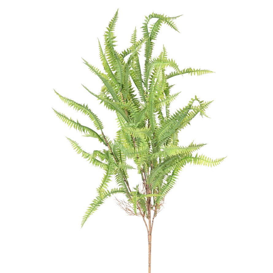 NEPHROLEPIS 68 (fougère)