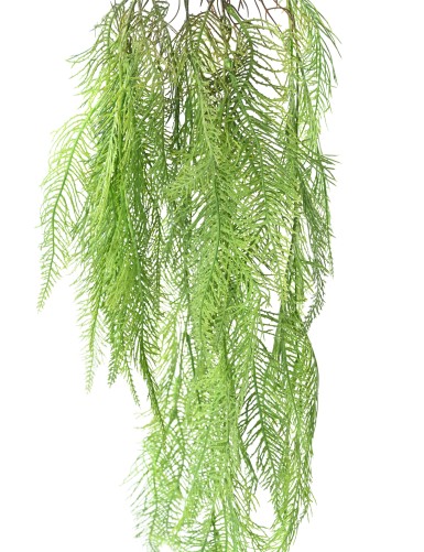 MYRIOPHYLLE 95