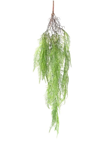 MYRIOPHYLLE 95