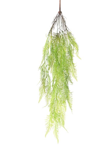 MYRIOPHYLLE 95