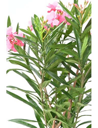 LAURIER FLEUR 75