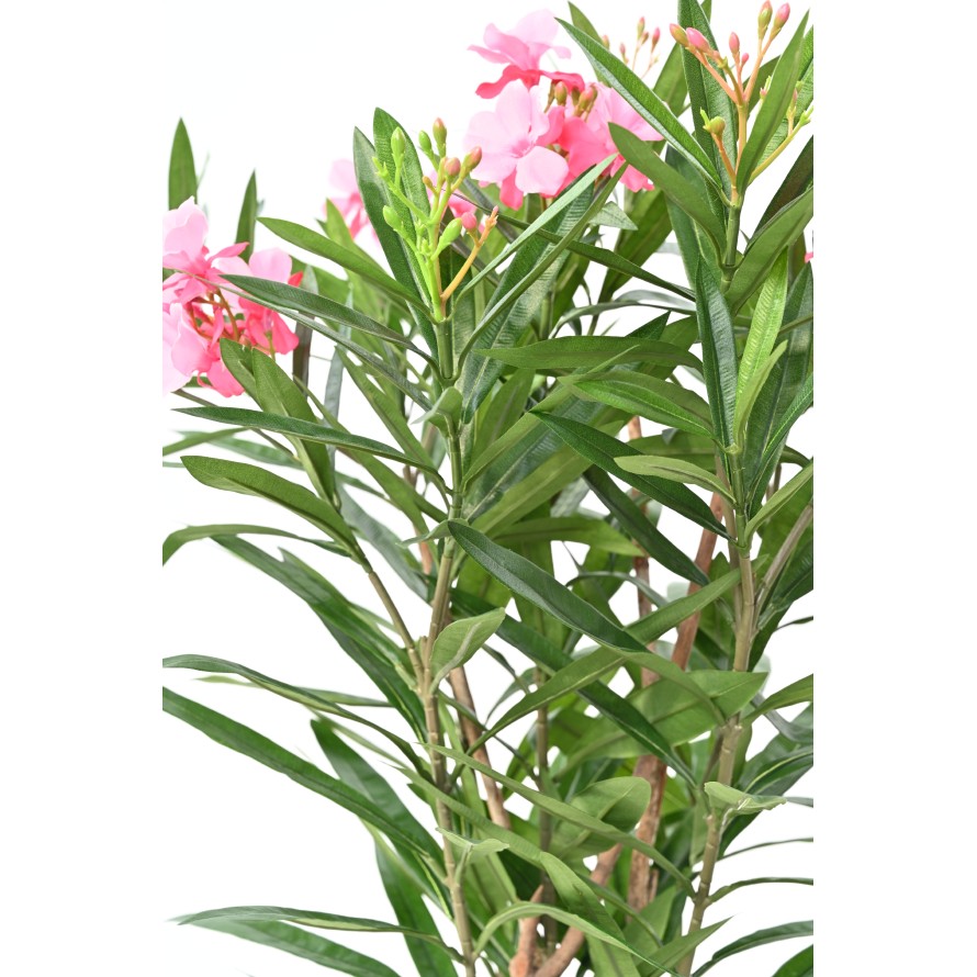LAURIER FLEUR 75