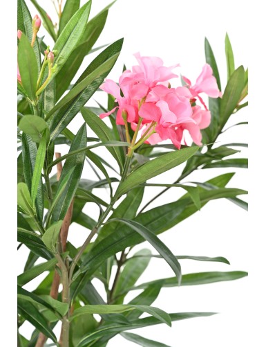 LAURIER FLEUR 75