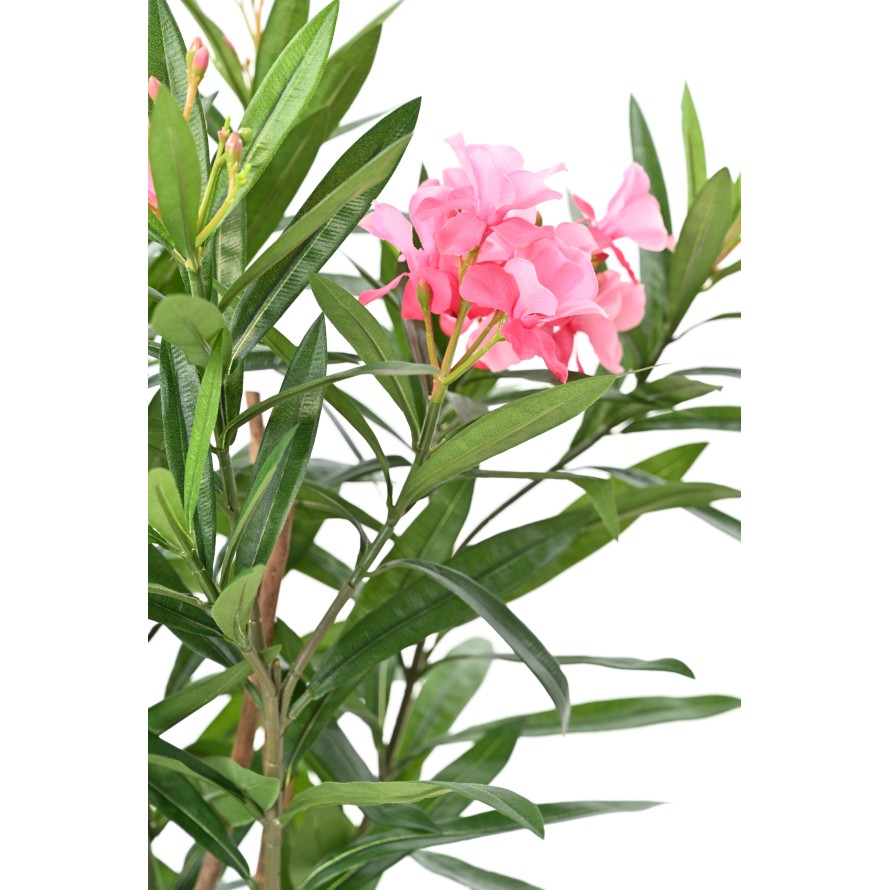 LAURIER FLEUR 75