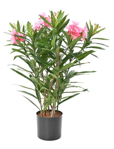 LORBEERBAUM BLÜTE 75