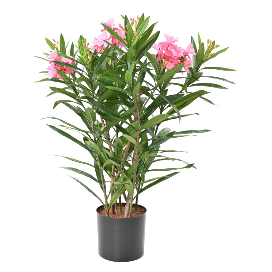 LAURIER FLEUR 75
