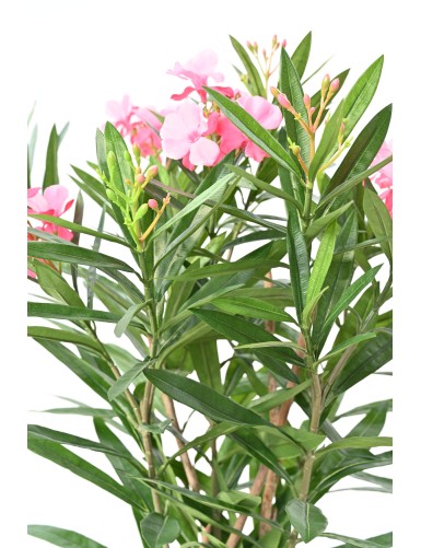 LORBEERBAUM BLÜTE 75