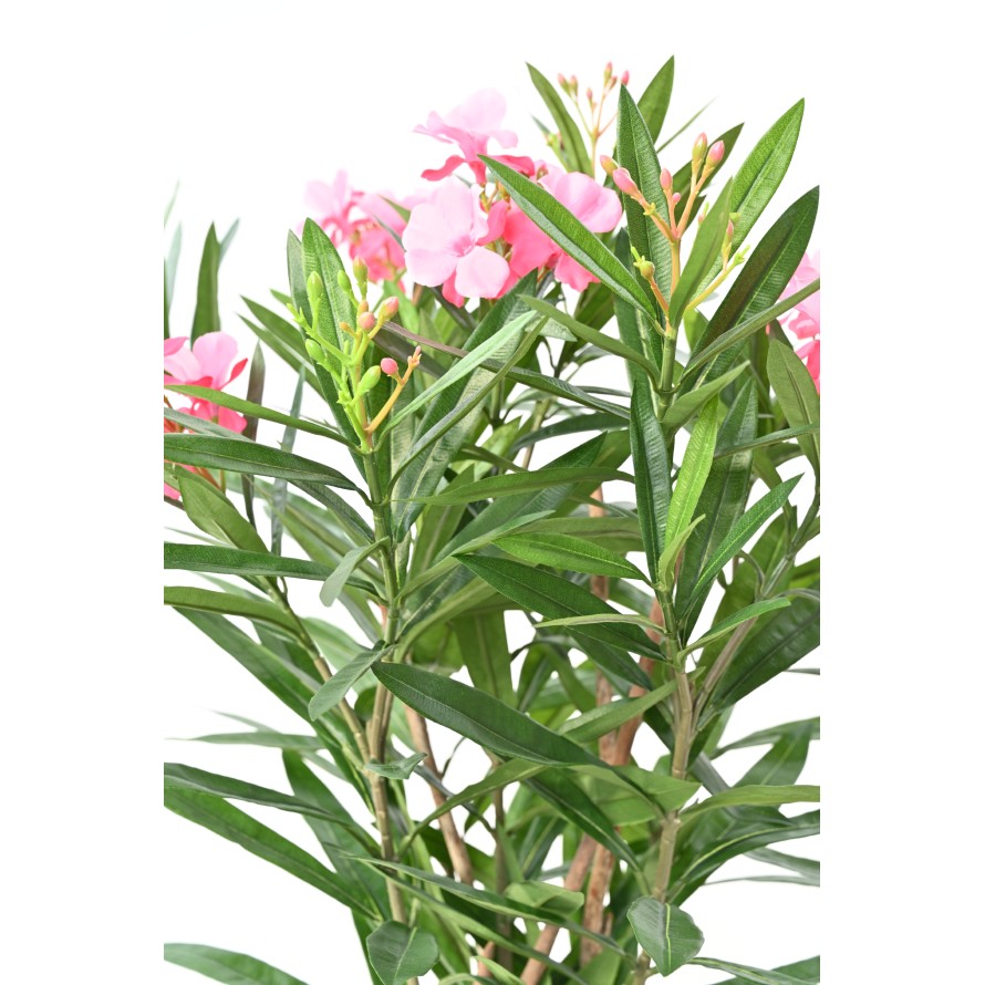 LAURIER FLEUR 75