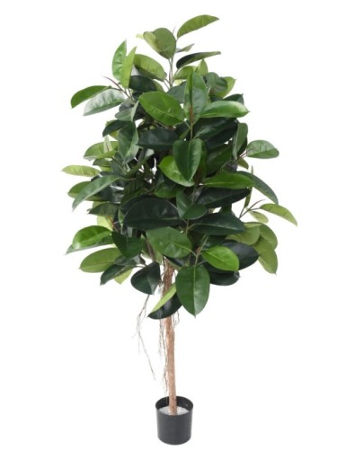FIKUS ELASTICA (Rubber...