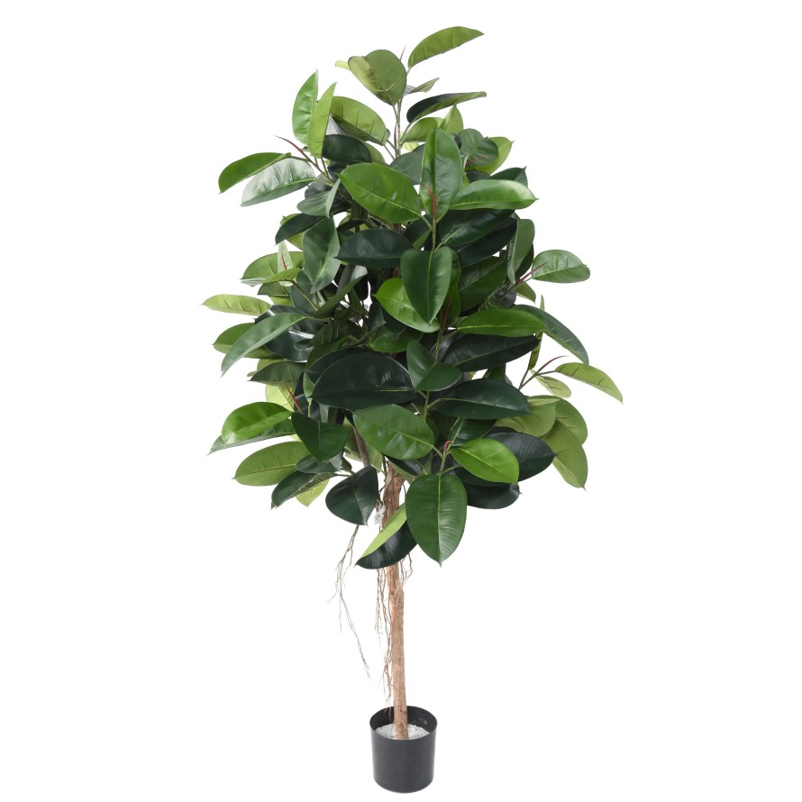 FIKUS ELASTICA (Rubber Pflanze tree)