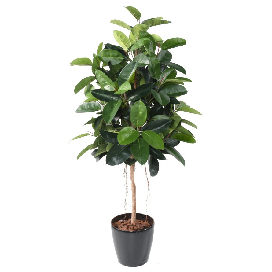 FIKUS ELASTICA (Rubber Pflanze tree)