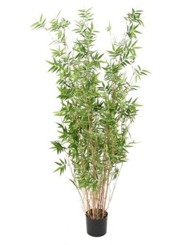 BAMBUS MULTITREE ORIENTALISCH