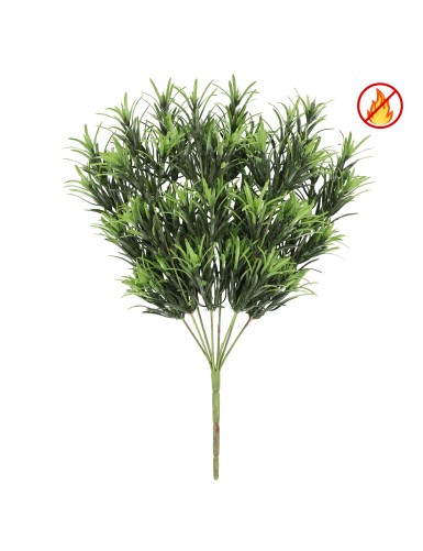 PODOCARPUS UV/FR –...