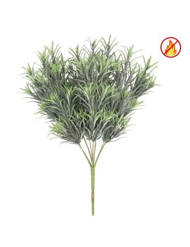 PODOCARPUS UV/FR –...
