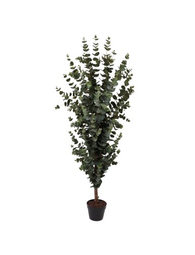EUCALYPTUS 155