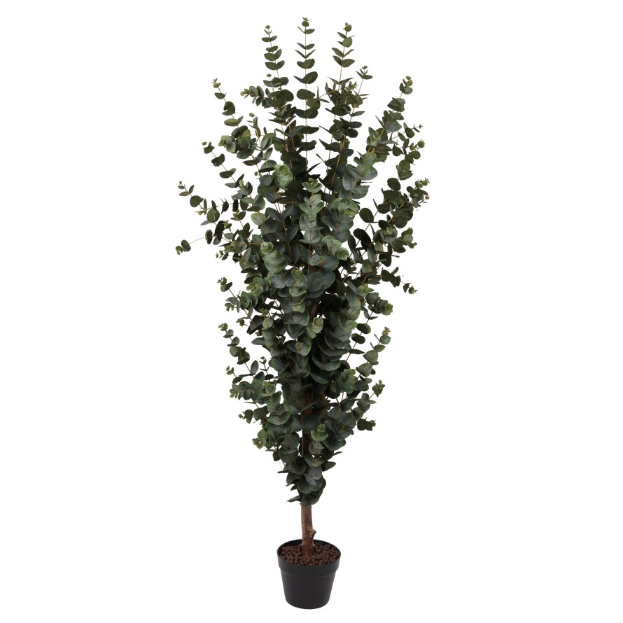 EUCALYPTUS 155